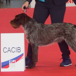 Český Fousek