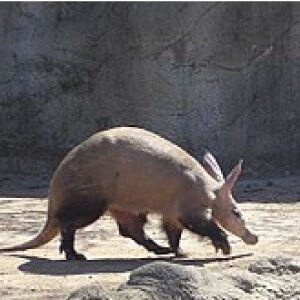 Aardvark - Porcul Furnicar