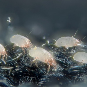 Acarieni Dermatophagoides pteronyssinus palizi, observați la microscop pe fibre închise la culoare