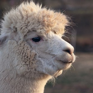 Alpaca