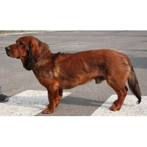 Alpine Dachsbracke