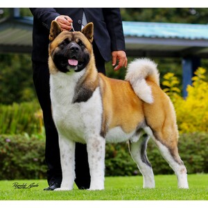 American Akita