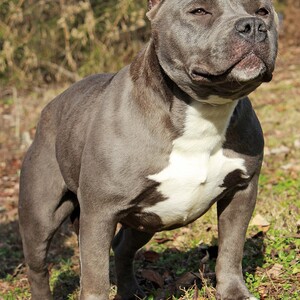 American Bully