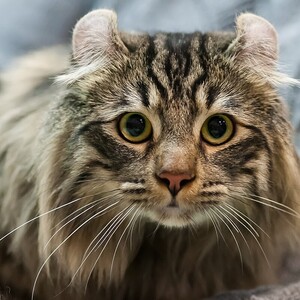 American Curl