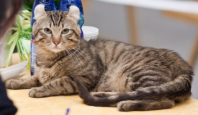 American Curl tigrată, culcată