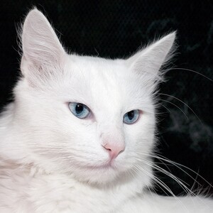 Angora turcească