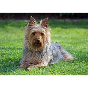 Australian Silky Terrier