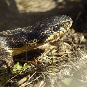 Balaur dobrogean gălbui-maroniu cu pete închise, cu capul ridicat