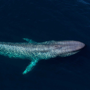 Balena albastră