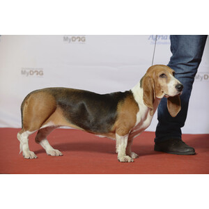 Basset Artésien Normand
