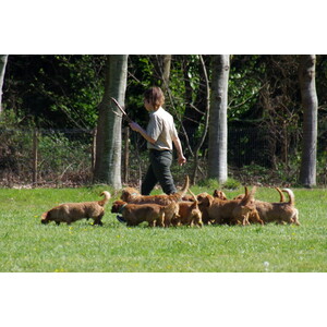Basset Fauve de Bretagne