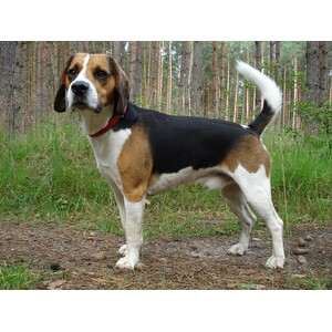 Beagle-Harrier