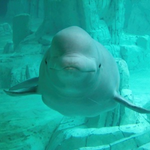 Beluga văzută din față sub apă, cu frunte rotunjită și înotătoare pectorale