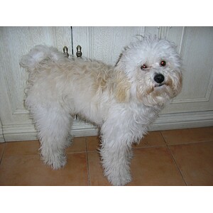 Bichon bolognez