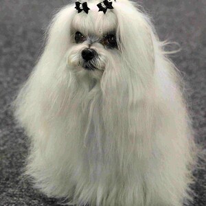 Bichon maltez