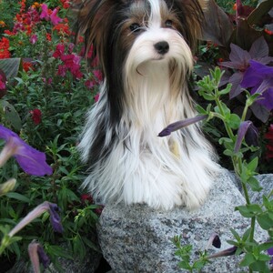 Biewer Terrier