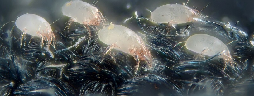 Acarieni Dermatophagoides pteronyssinus palizi, observați la microscop pe fibre închise la culoare