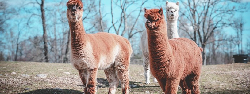 Alpaca