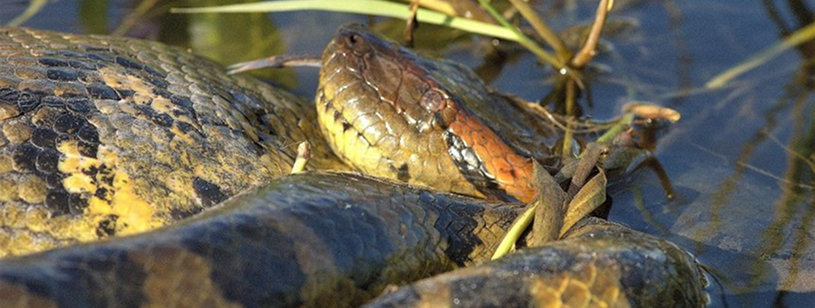 Anaconda