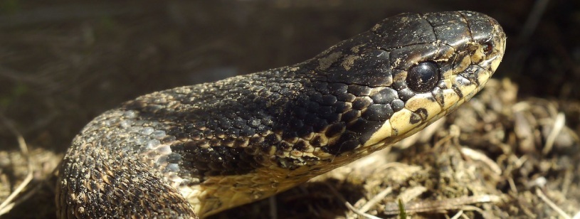 Balaur dobrogean gălbui-maroniu cu pete închise, cu capul ridicat