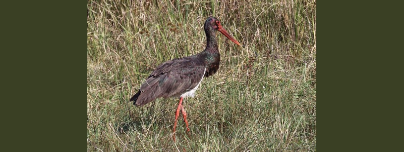 Barza neagră (Ciconia nigra), cu penaj întunecat, abdomen alb și cioc roșu
