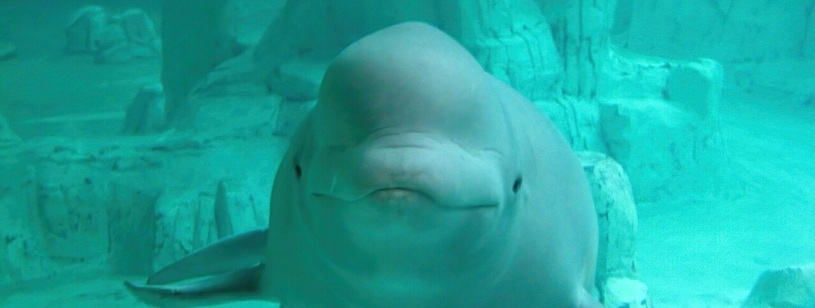 Beluga văzută din față sub apă, cu frunte rotunjită și înotătoare pectorale