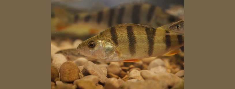 Bibanul (Perca fluviatilis), cu dungi verticale și înotătoare roșcate