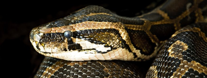 Boa
