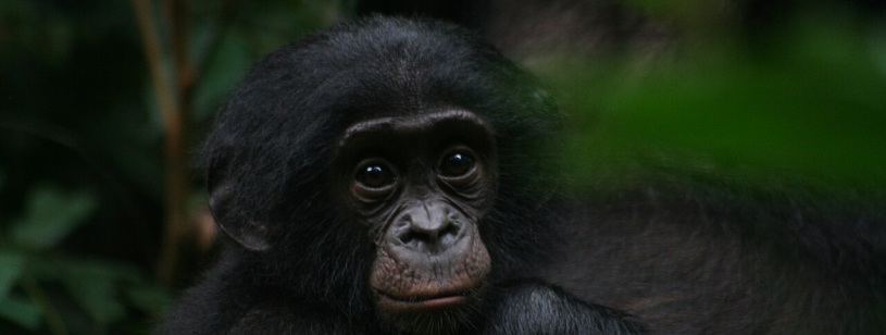 Pui de bonobo cu ochi mari și blană neagră, sprijinit de mama sa în pădure