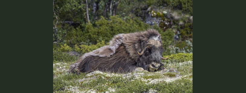 Boul moscat (Ovibos moschatus), mascul cu blană lungă și coarne masive în Dovrefjell
