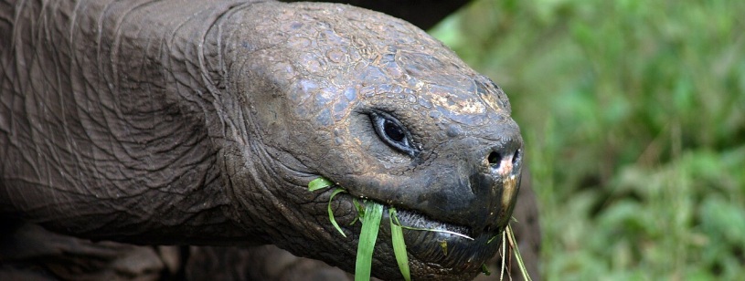 Capul unei broaște țestoase gigant de Galápagos, cu pielea cenușie, mestecând frunze verzi