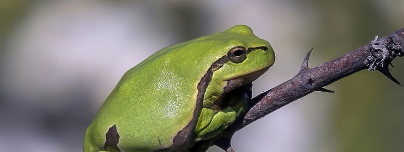 Brotăcel verde aprins cu dungă închisă pe flanc, agățat de o crenguță