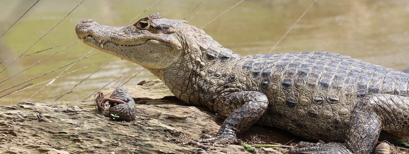 Caiman cenușiu-măsliniu stând pe malul unei ape