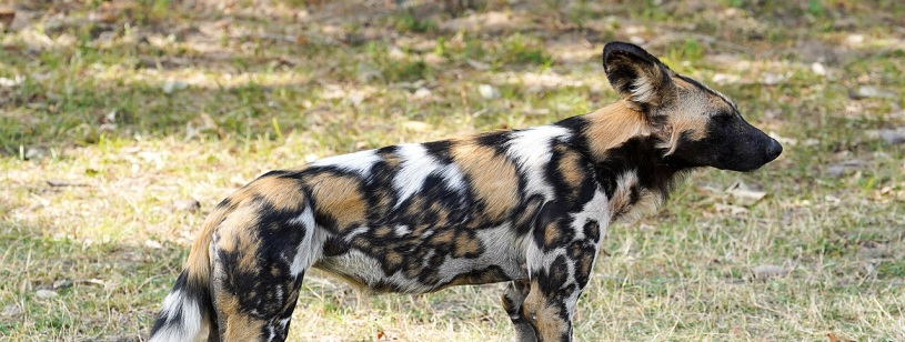 Câine sălbatic african văzut din profil, cu blană pătată, urechi mari și coadă cu vârf alb