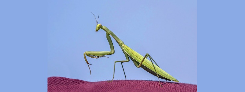 Călugărița europeană (Mantis religiosa), femelă verde pe vegetație în Dobrogea