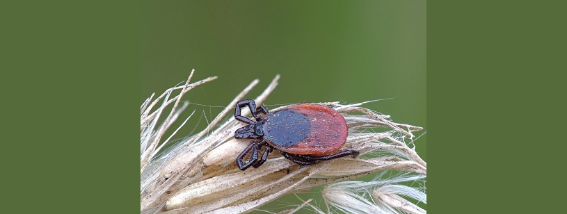 Căpușa Ixodes ricinus, femelă pe un fir de iarbă uscată