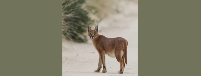 Caracalul (Caracal caracal), cu blană roșcată și smocuri negre la vârful urechilor