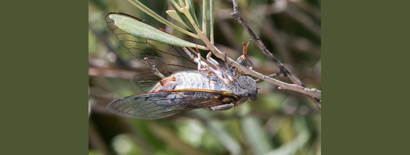 Cicada (Cicada orni), cu corp brun-cenușiu și aripi transparente cu pete întunecate
