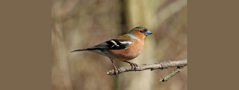 Cinteza (Fringilla coelebs), mascul cu creștet cenușiu-albăstrui și piept roz-brun