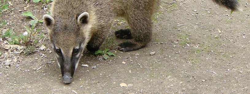 Coati Nasua nasua cu bot lung îndreptat spre sol și coadă inelată ridicată