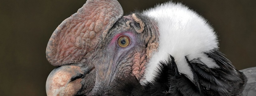 Condor de Anzi mascul cu cap golaș, creastă cărnoasă, guler alb de pene și penaj negru