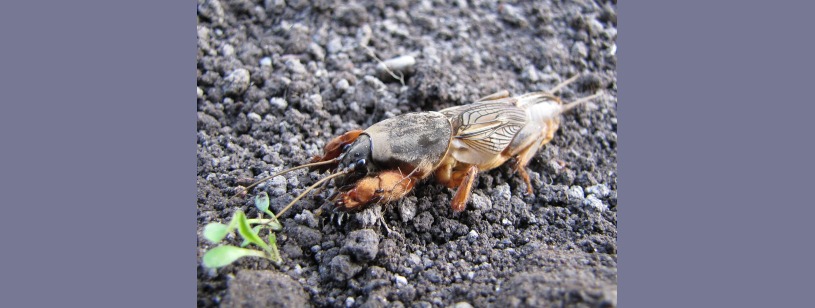 Coropișnița (Gryllotalpa gryllotalpa), insectă brună cu picioare anterioare late pentru săpat