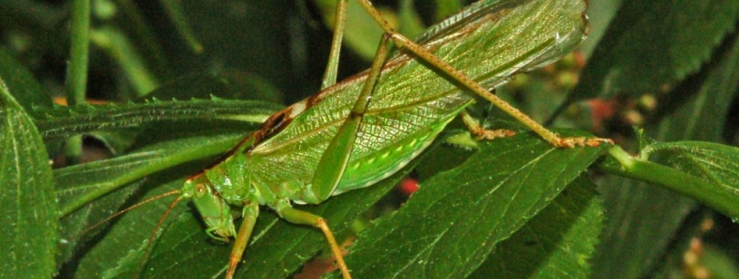 Cosaș verde Tettigonia viridissima cu aripi lungi și picioare subțiri pe vegetație