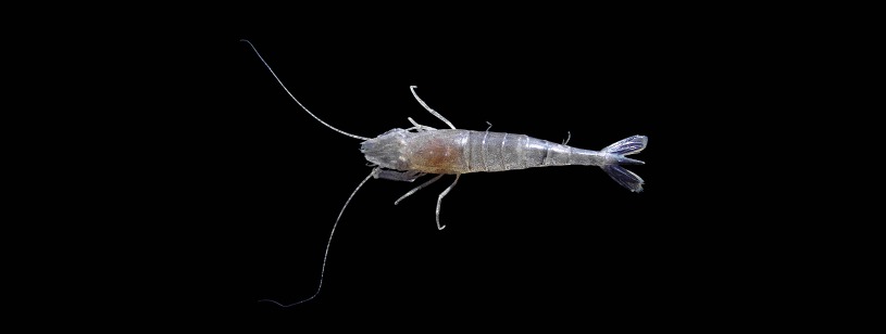 Crevetele cenușiu european (Crangon crangon), cu antene lungi și abdomen segmentat