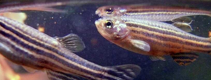 Câțiva pești danio zebra, mici și alungiți, cu dungi albastre și argintii pe corp