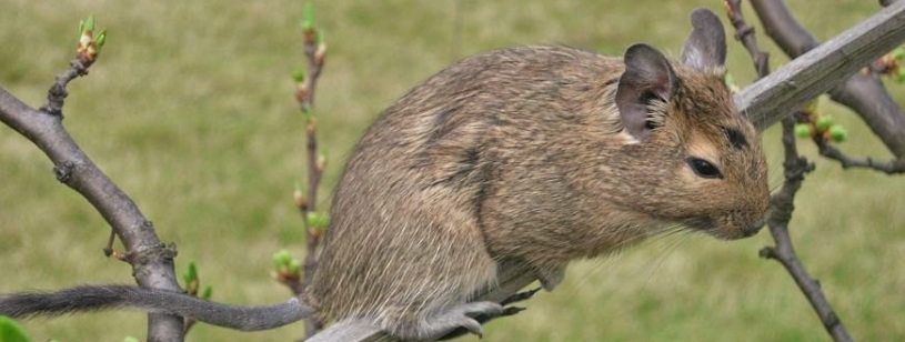 Degu cu blană brună, urechi rotunjite și coadă cu smoc, pe o ramură