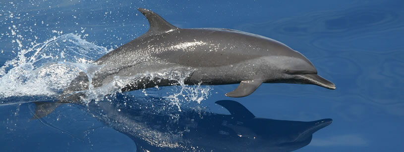Delfinii despre ei și viziunea lor,