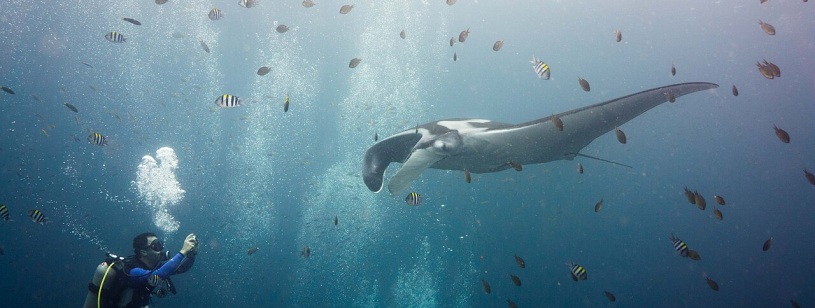 Manta oceanică văzută din față și lateral în apă albastră, cu înotătoarele larg desfăcute