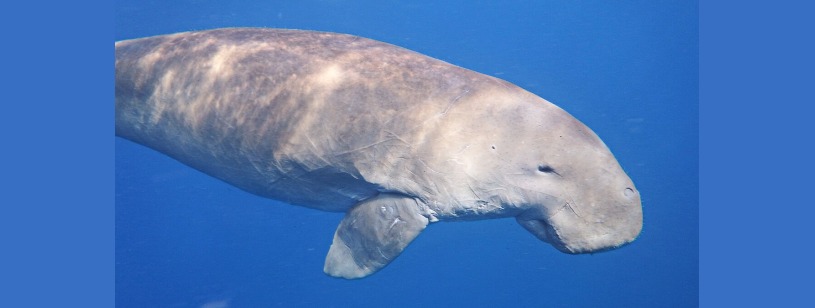 Dugongul (Dugong dugon), mamifer marin cu corp cenușiu și bot orientat spre fundul apei