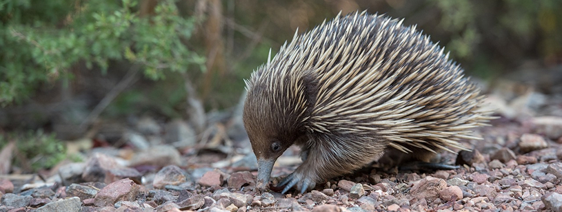 Echidna